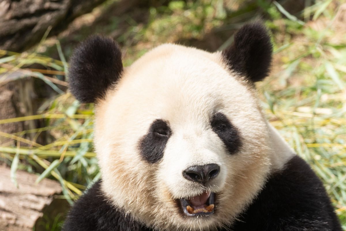 Panda raksasa Tian Bao tetap di kebun binatang Belgia pada 2022