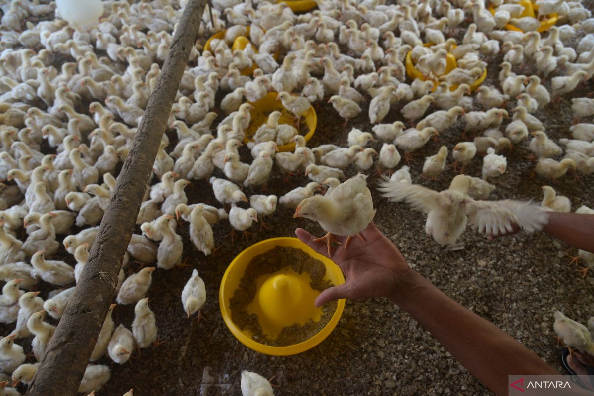 Mahasiswa UGM berinovasi buat alat pencegah stres pada ayam broiler