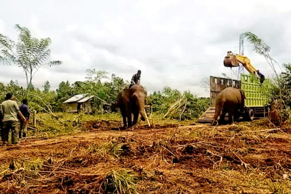 BKASDA evakuasi 2 gajah liar di Bener Meriah ke CRU Pesangan