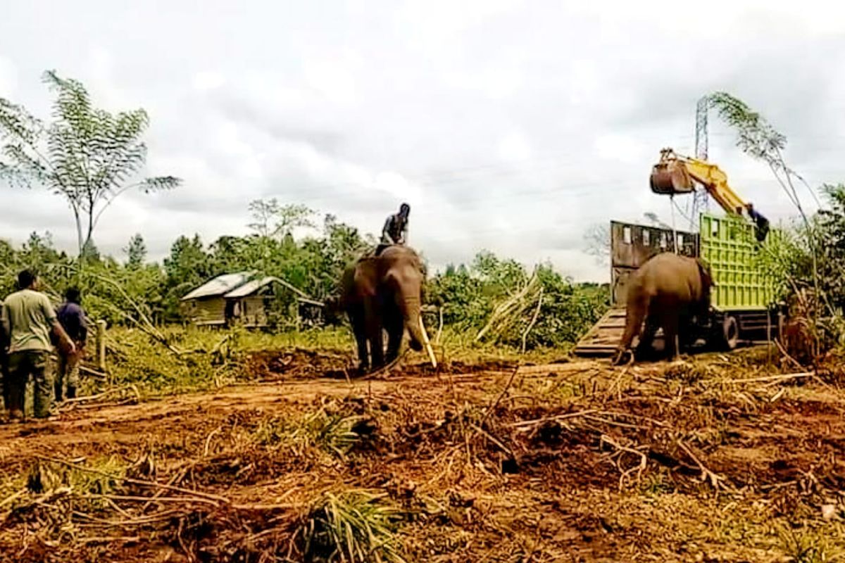 Dua gajah liar di Bener Meriah berhasil dievakuasi ke CRU Pesangan