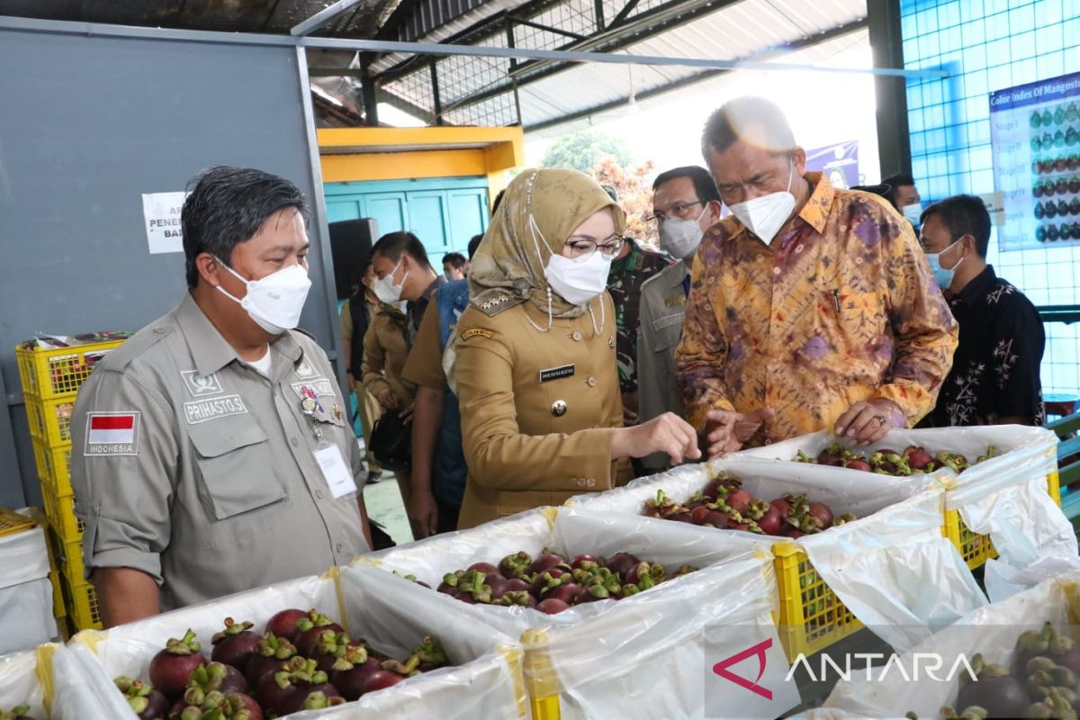 Buah Manggis dari perkebunan Purwakarta diekspor ke China