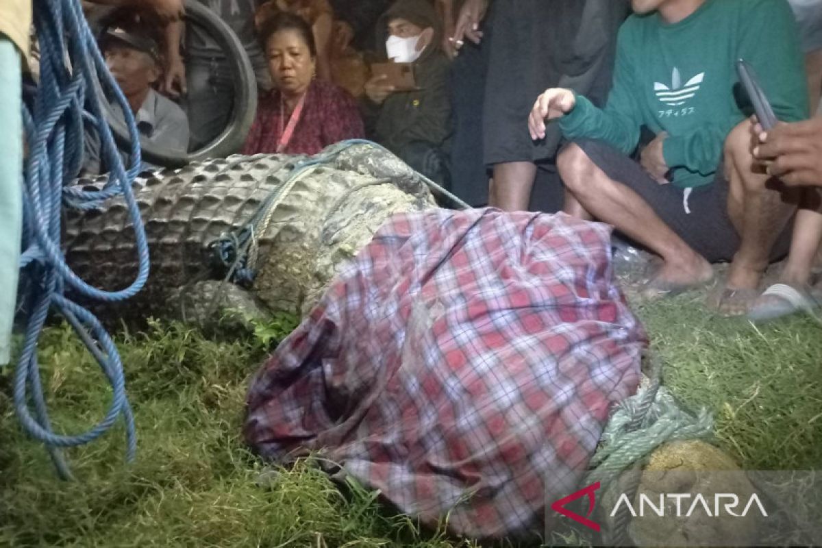 Seorang pria berhasil lepaskan kalung ban di buaya penghuni Sungai Palu