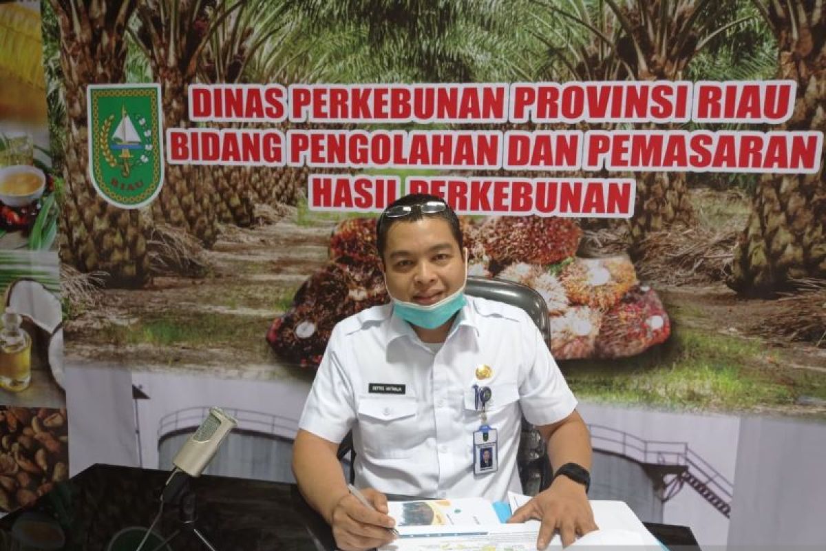 Harga sawit Riau turun Rp15,35/Kg, dipicu tahun baru Imlek