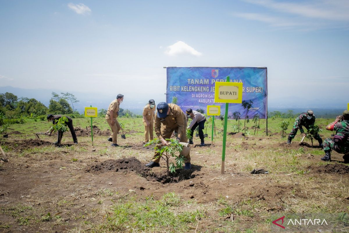 Pemkab Jember ubah agrowisata buah naga menjadi kelengkeng 