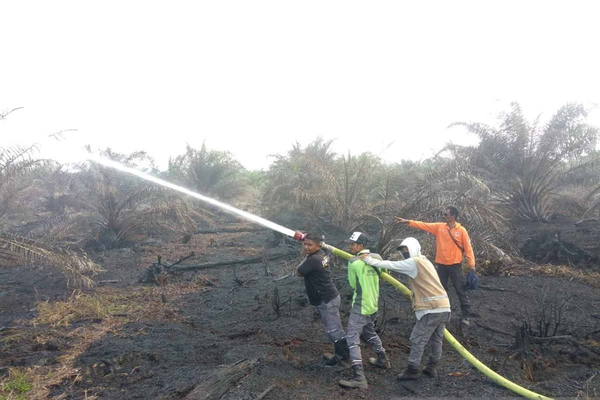 Tujuh hektare lahan kebun kelapa sawit di Nagan Raya terbakar