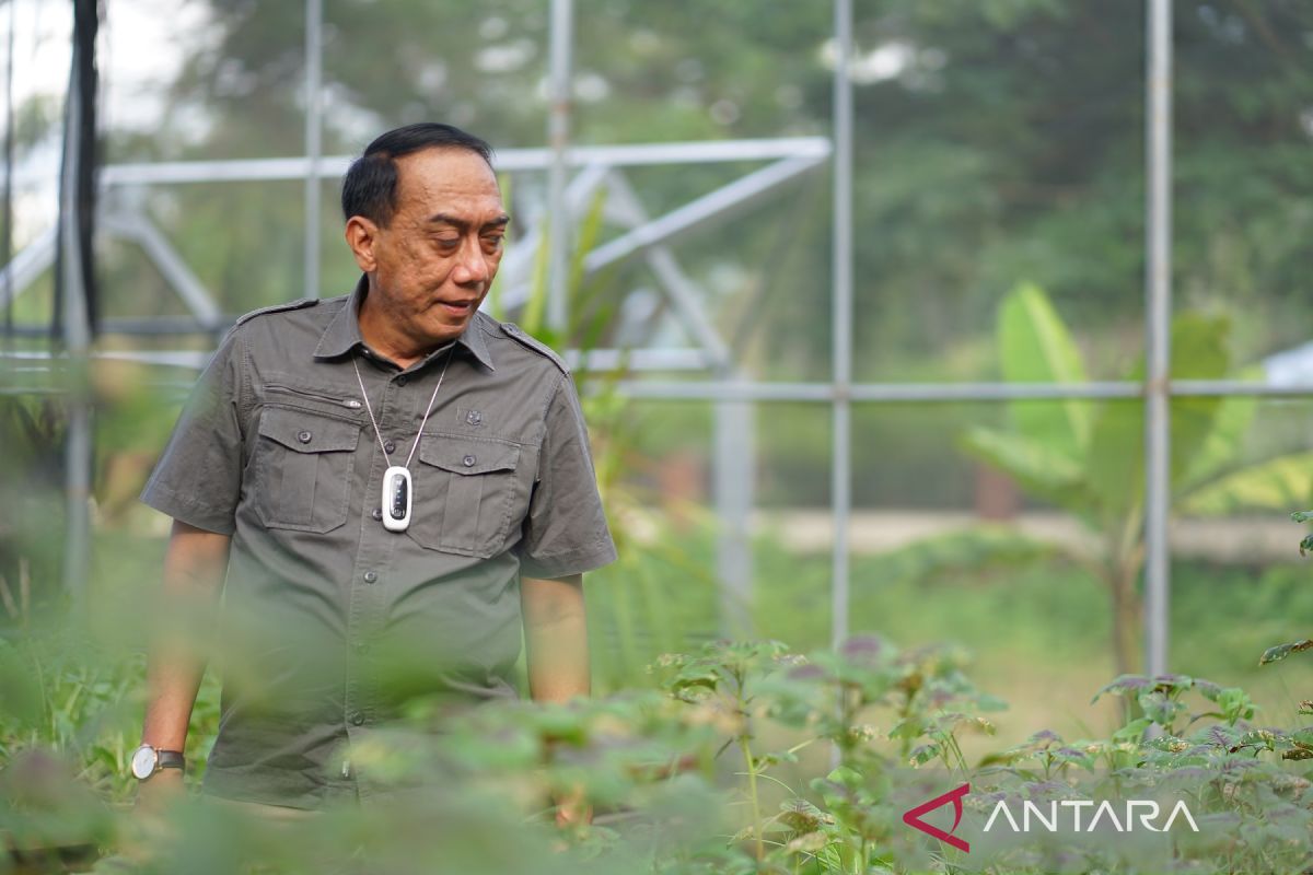 Dinas Pertanian Provinsi Gorontalo tingkatkan produksi tanaman sehat