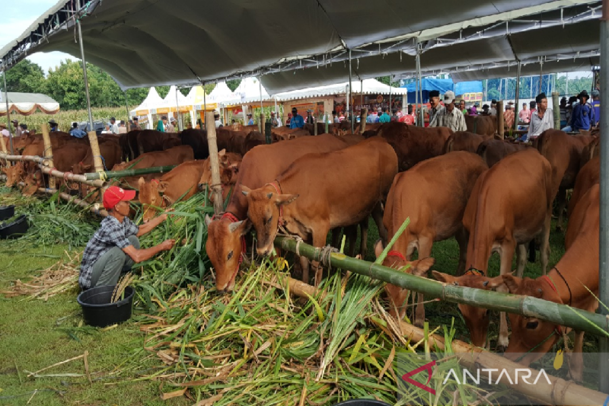 Peternak Aceh dilatih penggemukan sapi pedaging berkualitas