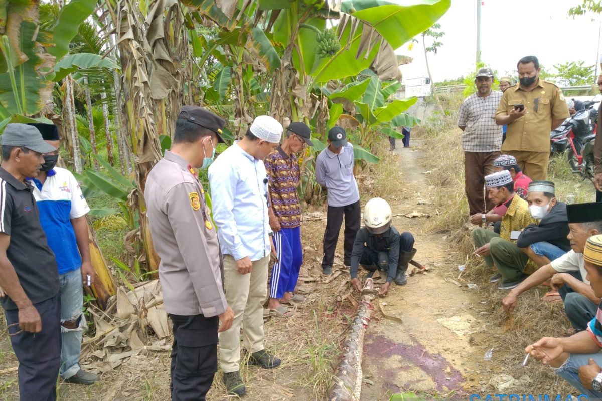 Seorang nenek tewas dililit ular piton di Muara Sabak