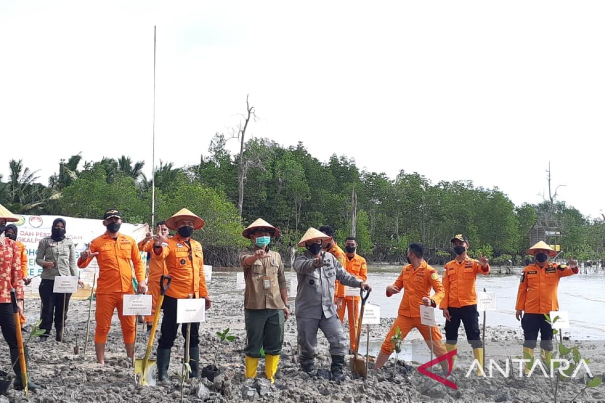 SAR Babel tanam 300 batang mangrove