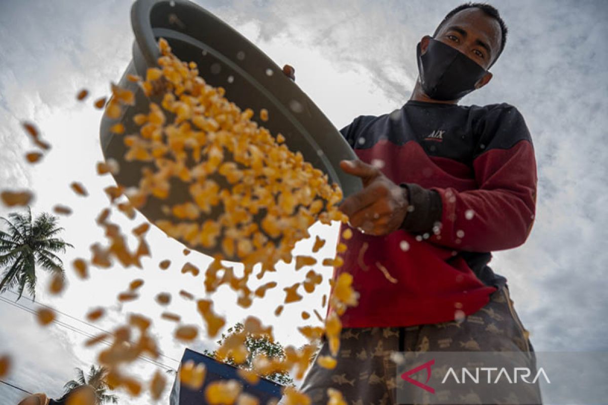 Indonesia dinilai berpeluang besar jadi eksportir jagung