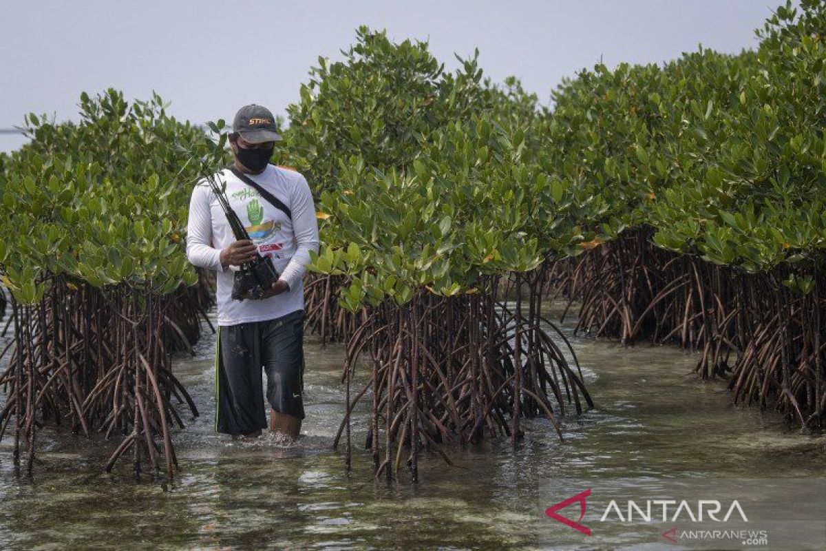 Gubernur : Tiga pulau di Riau alami abrasi tinggi, butuh percepatan mangrove direhabilitasi