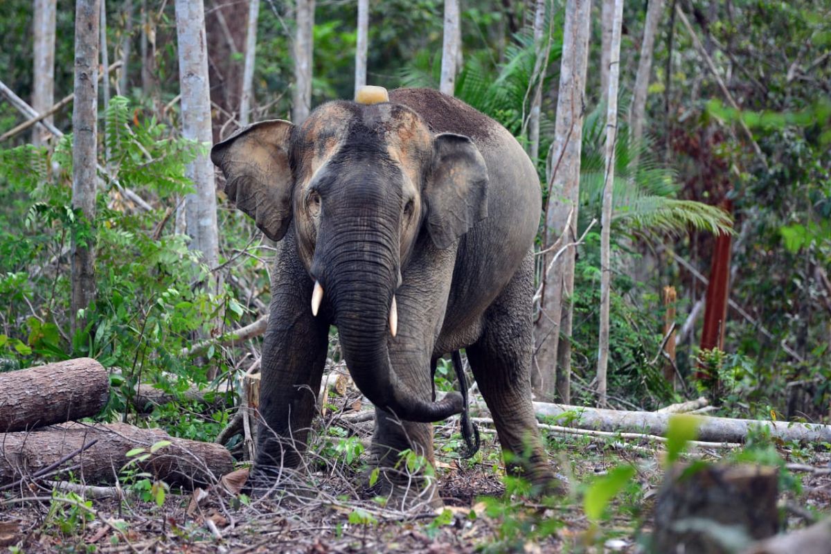 Mengembalikan gajah ke hati masyarakat melalui wisata Datuk Gedang