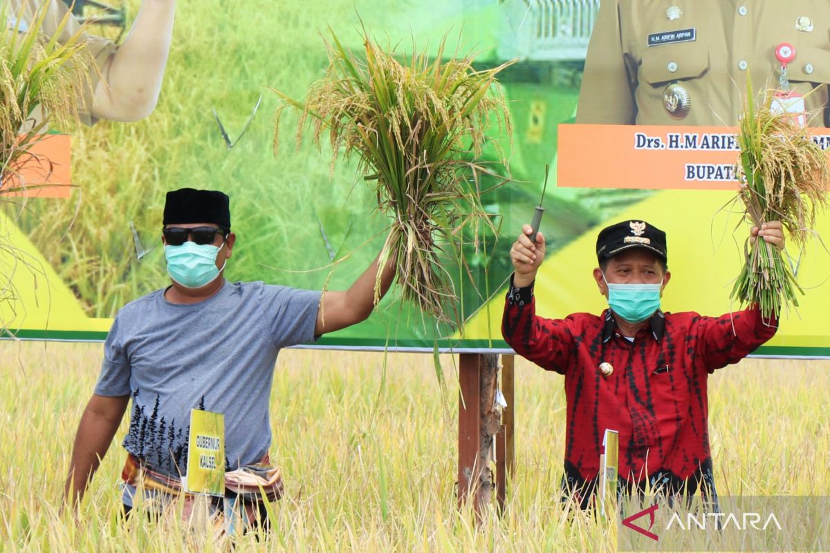 Bangkitkan pertanian Kalsel sebagai kekuatan ekonomi sambut IKN Nusantara