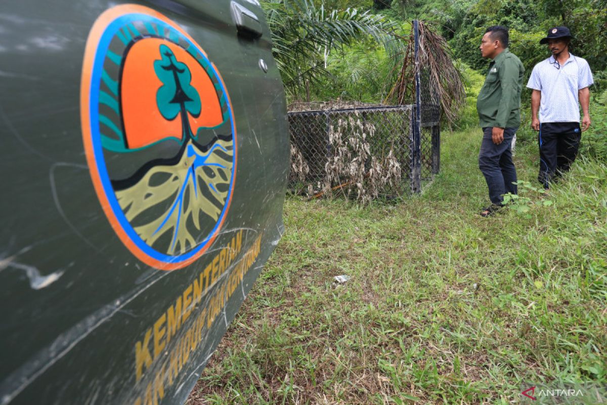 BKSDA berusaha menangkap harimau yang menyerang warga di Aceh Selatan