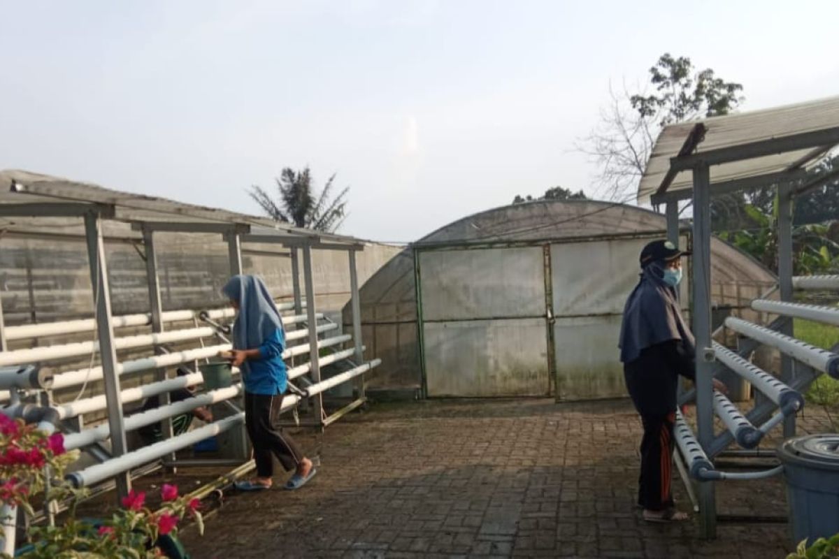 Polbangtan Medan dorong petani milenial terapkan teknik budidaya hidroponik