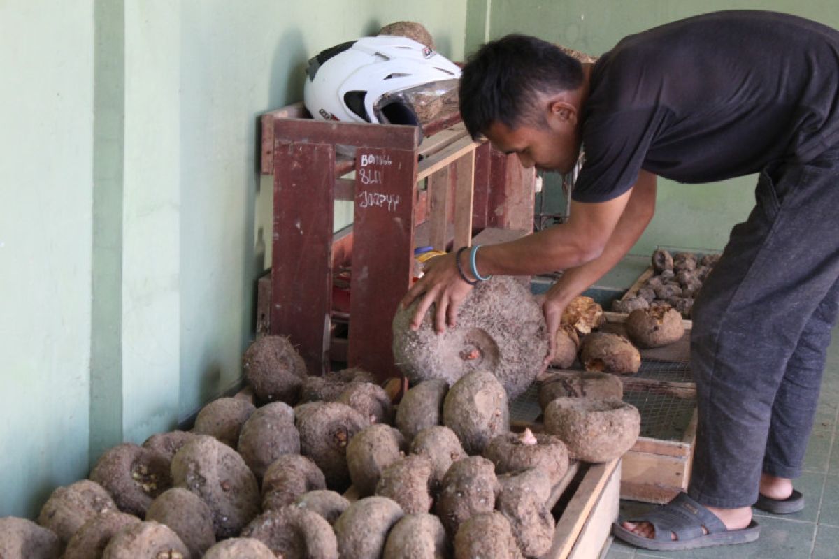 BRIN sedang teliti umbi porang untuk minuman kesehatan