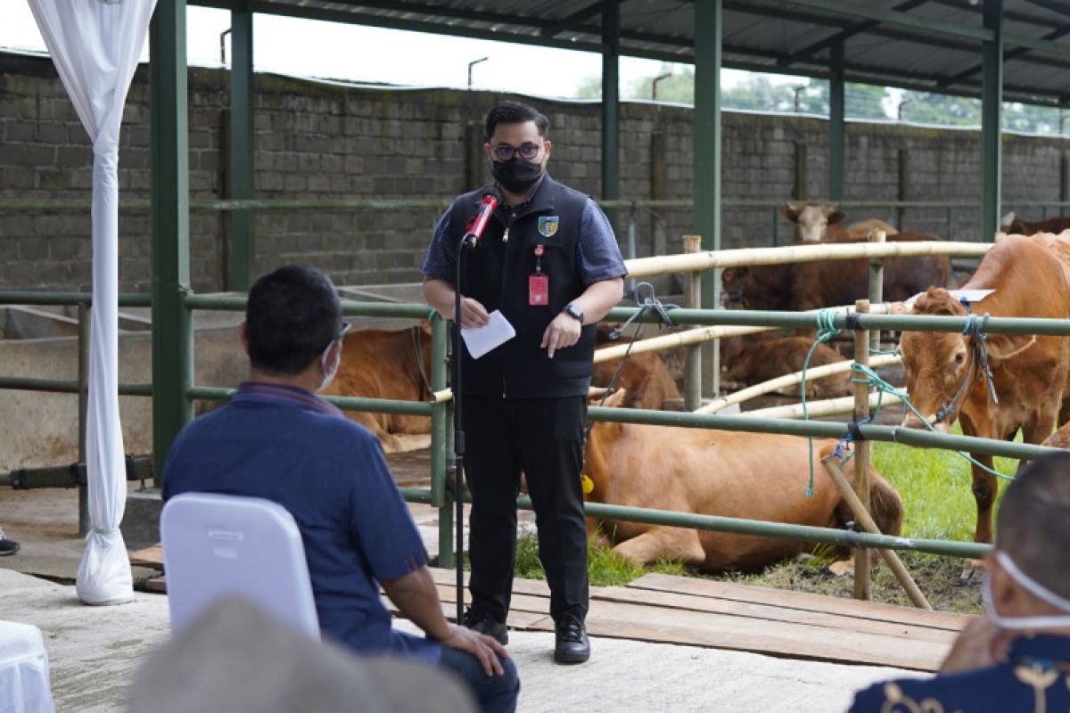 Peternak di Kediri dapat hibah sapi