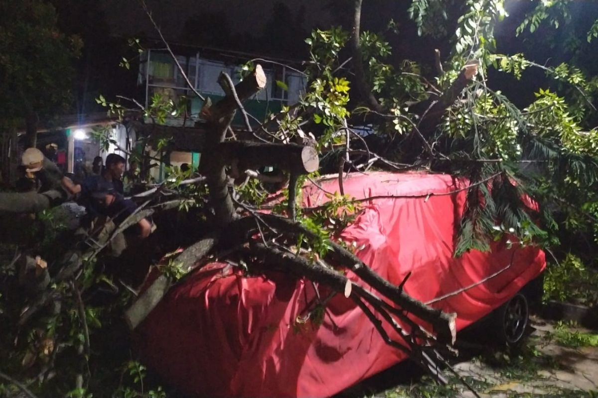 BPBD Kabupaten Tangerang evakuasi pohon tumbang