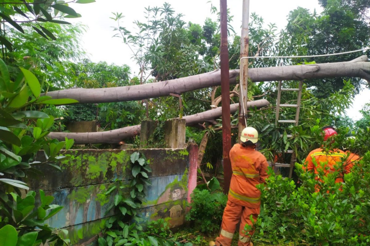 Pohon Angsana setinggi 10 meter tumbang timpa atap RPTRA di Cakung