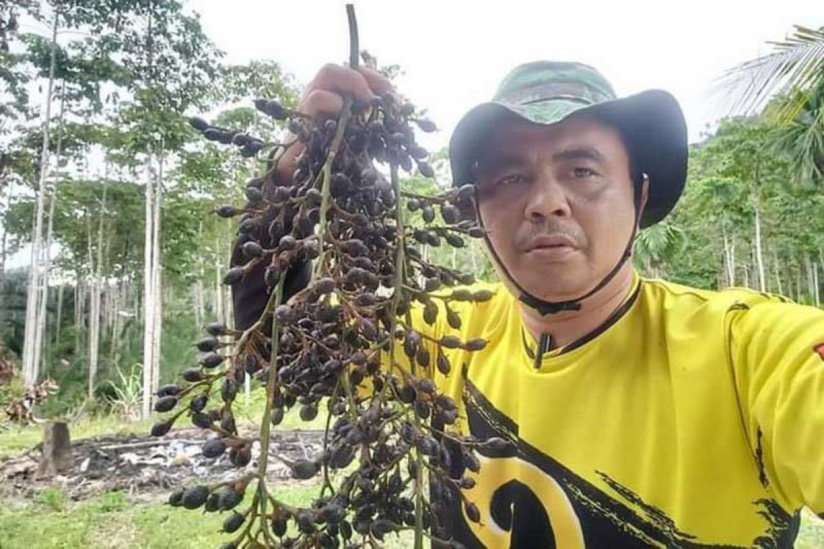 Petani Simeulue mulai budi daya tanaman jernang