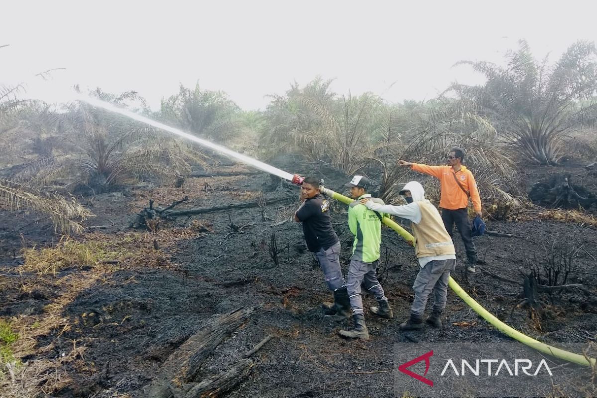 BPBD: Kebakaran lahan kebun kelapa sawit di Nagan Raya sudah padam, luasnya 9 Ha