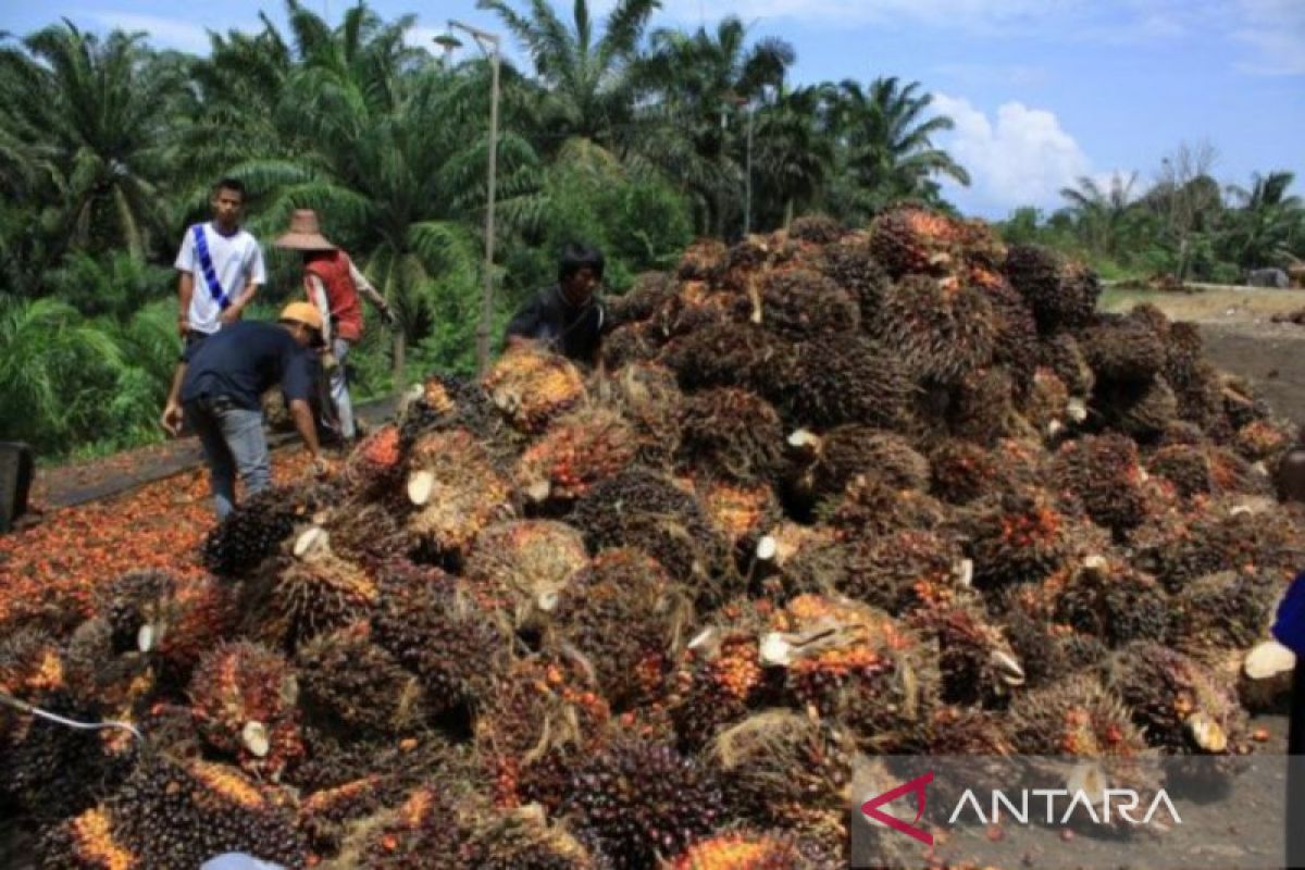 Konflik perkebunan di Provinsi Kaltim tergolong tinggi