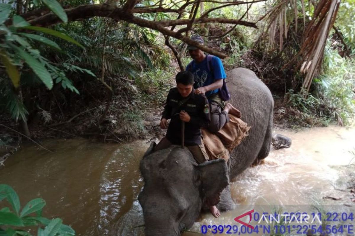 Makan waktu dua hari gajah liar digiring ke hutan Tahura Pekanbaru