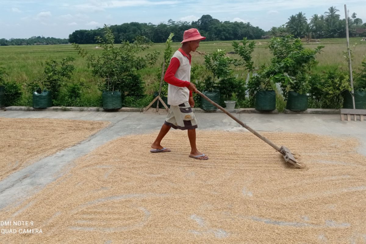 Produksi beras Kabupaten Lebak surplus 169.115 ton