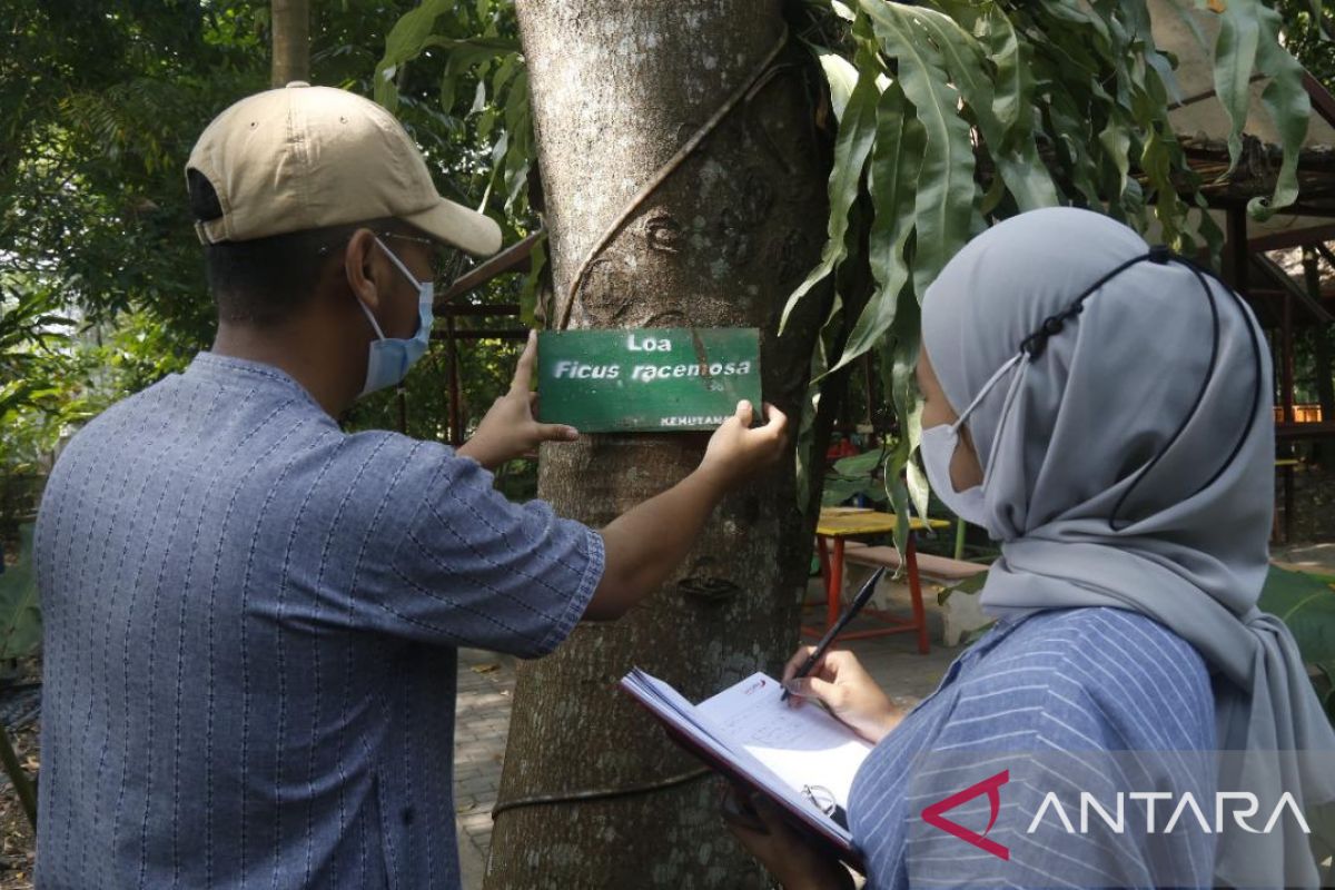 UMM buka kelas pusat unggulan minyak atsiri