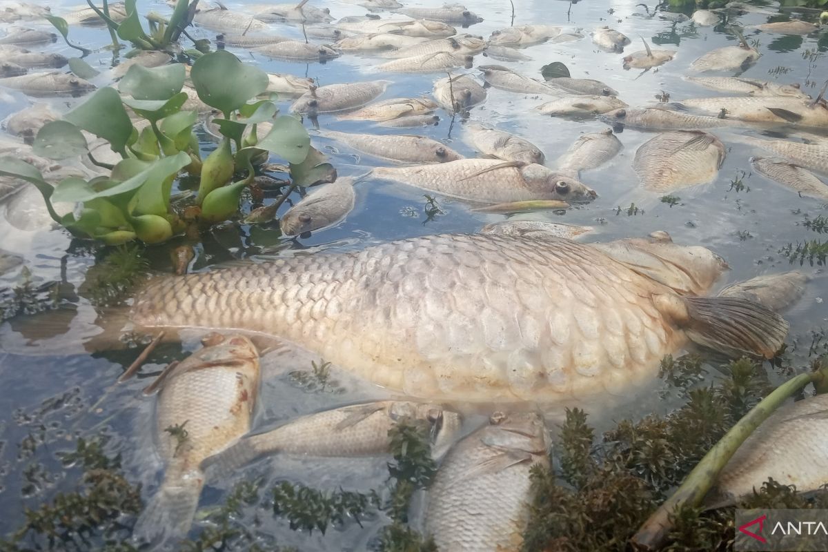 40 ton ikan di Danau Maninjau mati massal akibat kekurangan oksigen