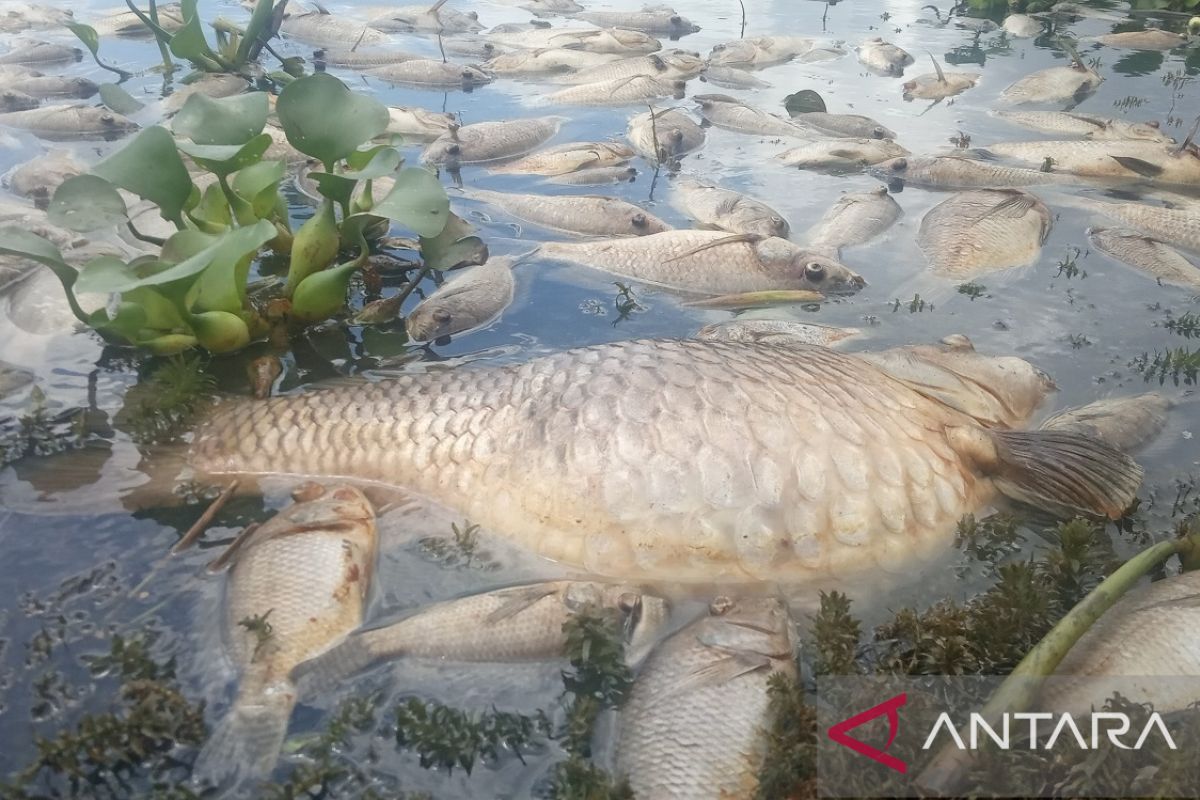 40 ton ikan di Danau Maninjau mati akibat kekurangan oksigen