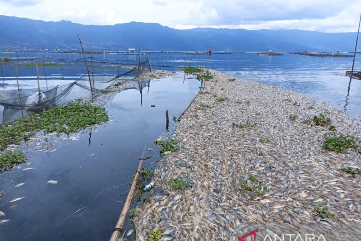 Ikan mati di Danau Maninjau bertambah, petani rugi hingga Rp2,6 miliar