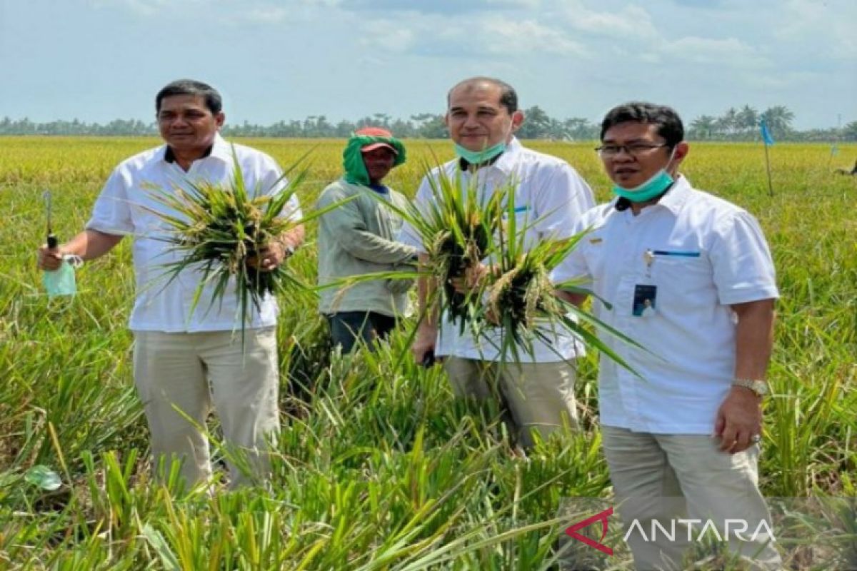 Perum BULOG Sumut sudah beli 840 ton beras petani
