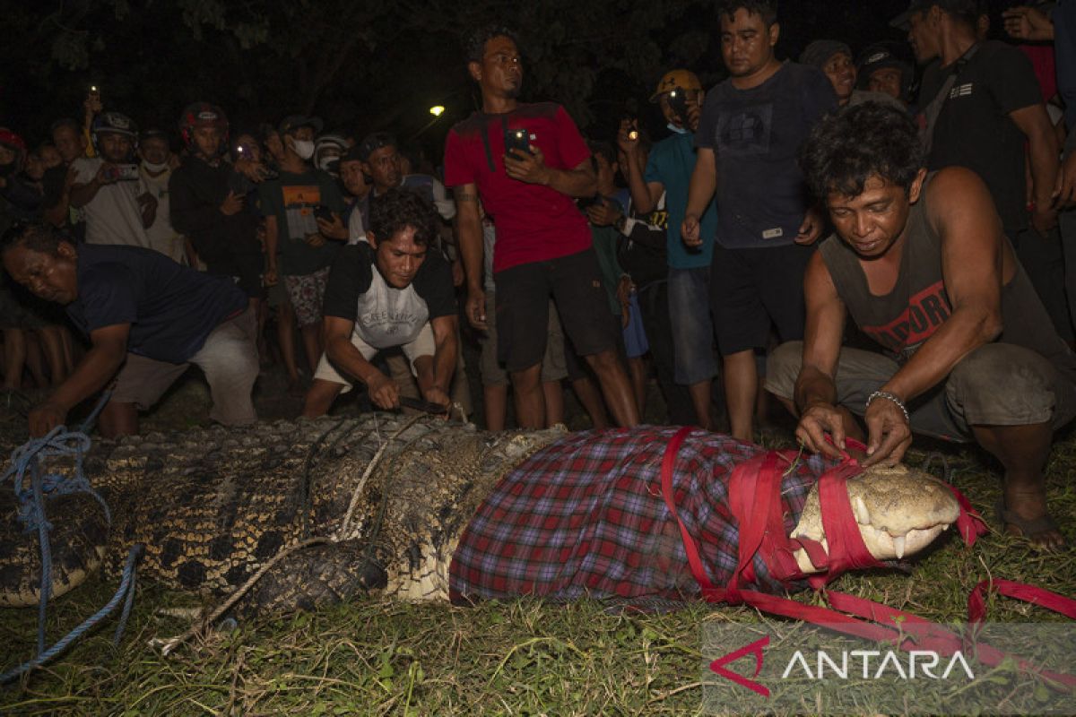 BKSDA Sulteng imbau warga tidak beri makan buaya Sungai Palu