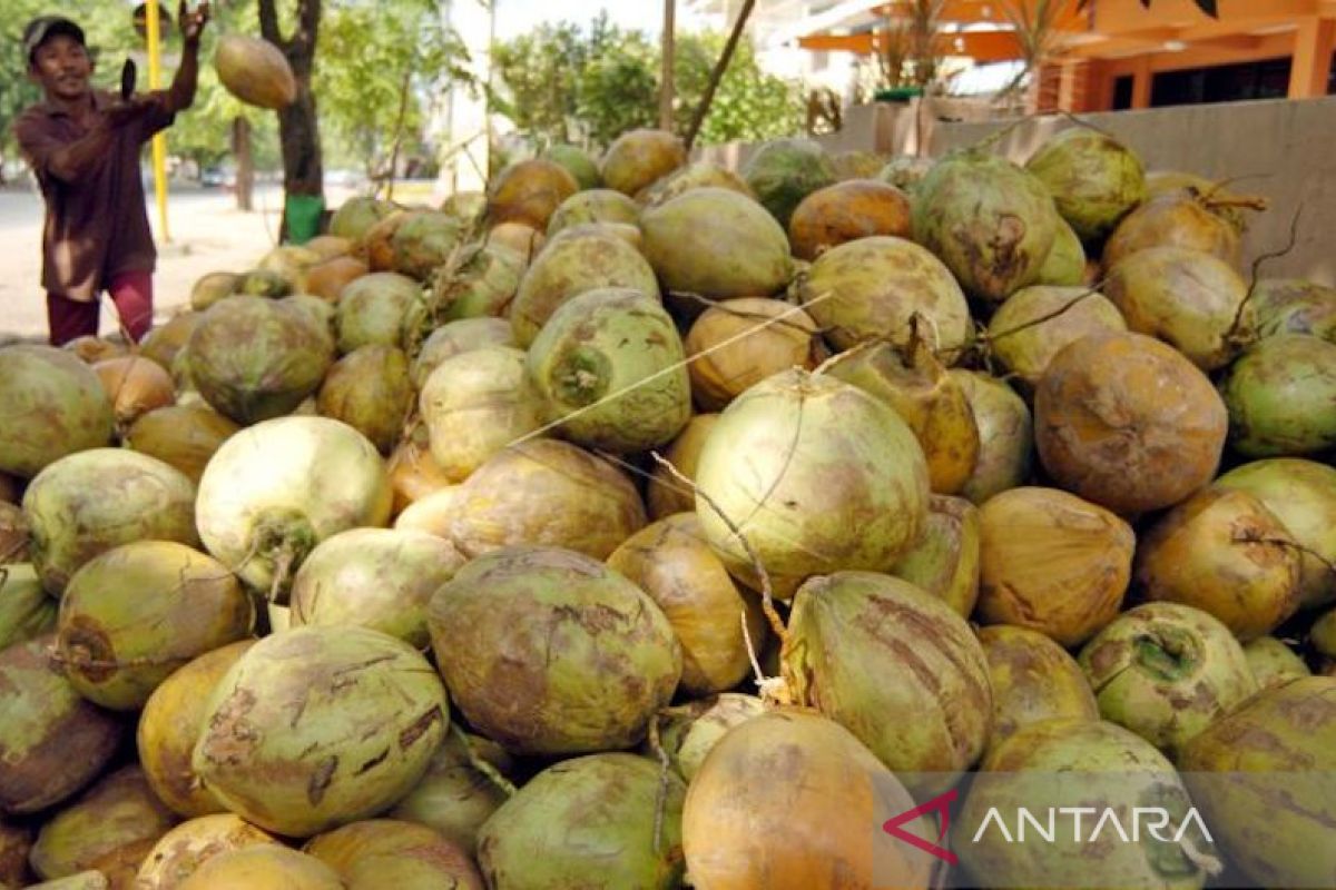 Muba dorong hilirisasi komoditas kelapa