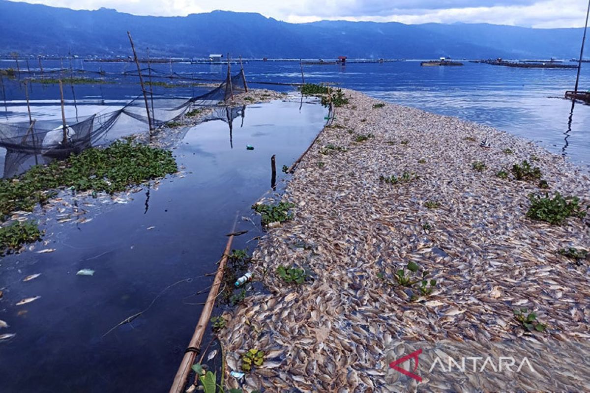 Kematian ikan secara massal di Danau Maninjau akibat belerang