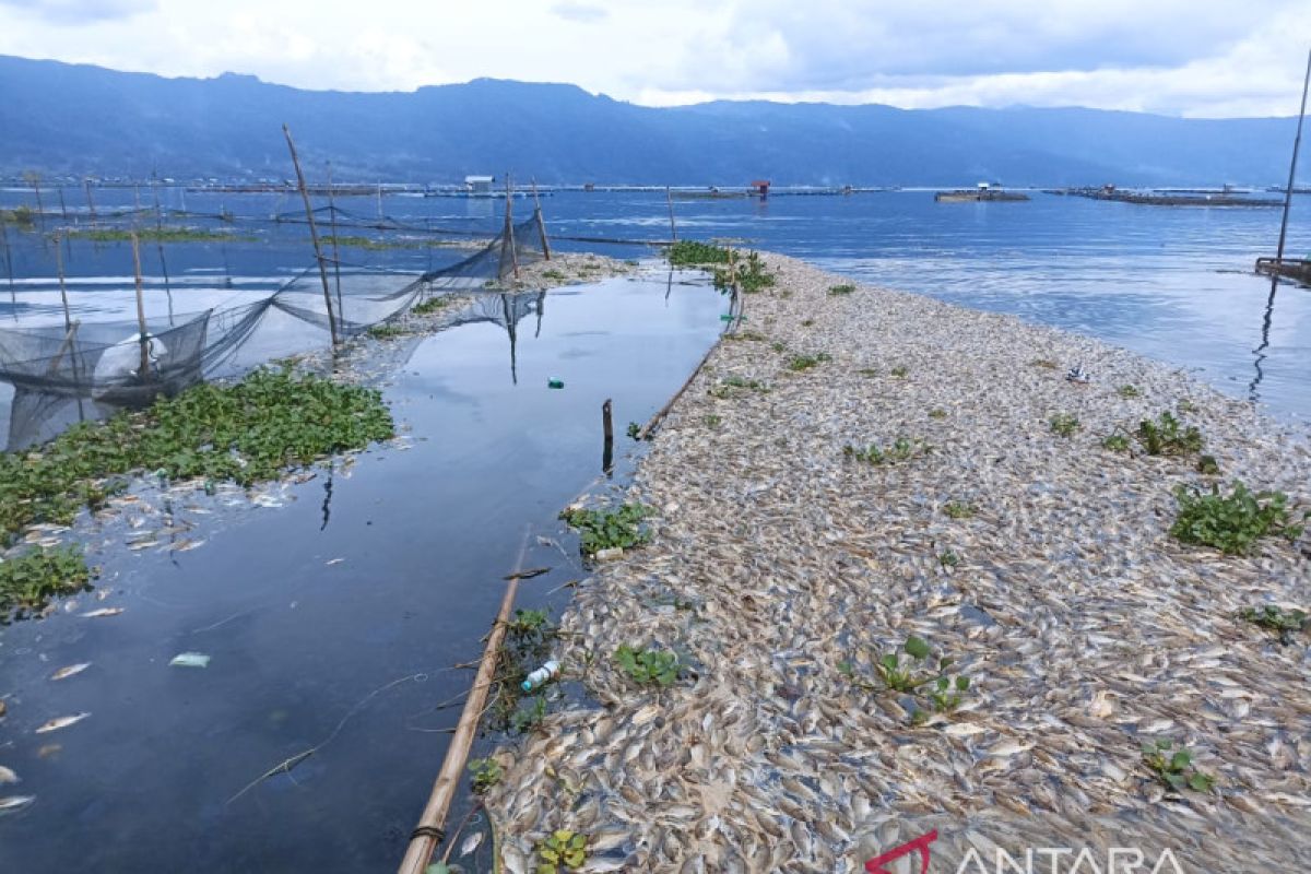 Kematian ikan secara massal di Danau Maninjau  akibat balerang