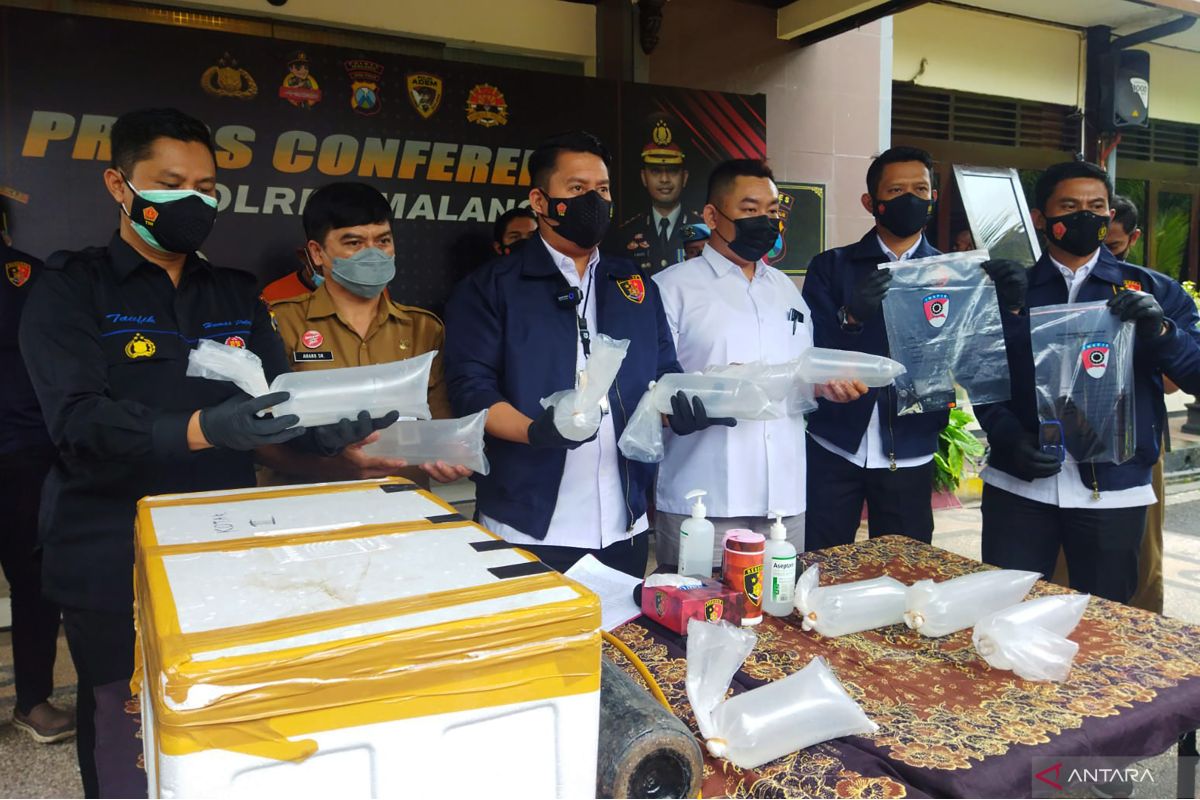 Polres Malang tangkap dua pelaku penjualan benih lobster ilegal