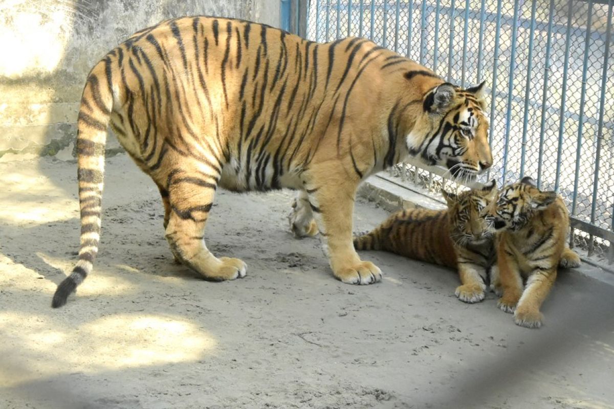 Kebun binatang Bangladesh sambut kelahiran dua bayi harimau Benggala