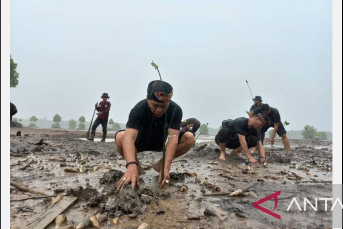 Persemaian Permanen Modern Mangrove Pertama di Indonesia Akan Dibangun di Kaltara