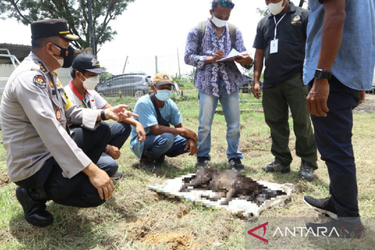 Polda NTB apresiasi upaya pemerintah tangani anjing liar di Mandalika