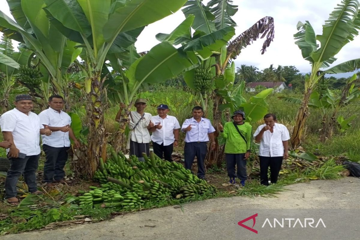 Dinas Pertanian dan kelompok tani panen pisang di Desa Aek Marian