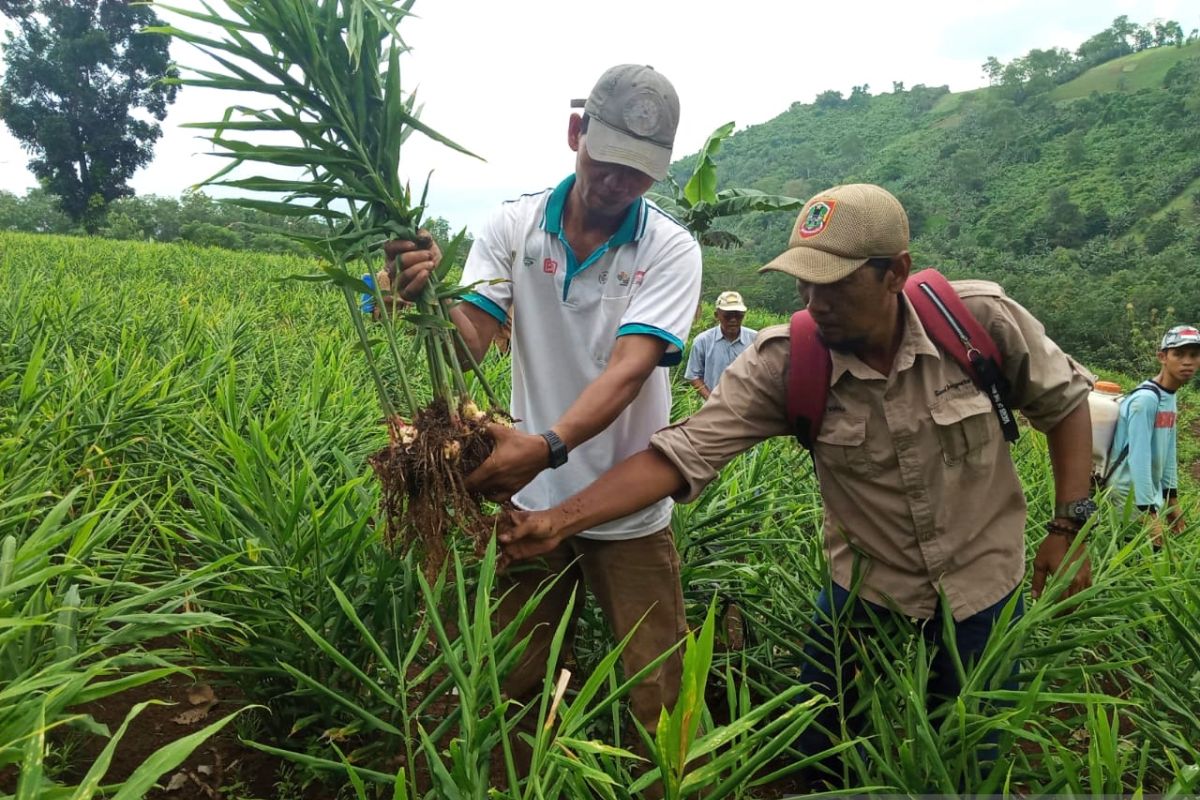 Petani Tapin berbisnis jahe merah dengan PT Sido Muncul