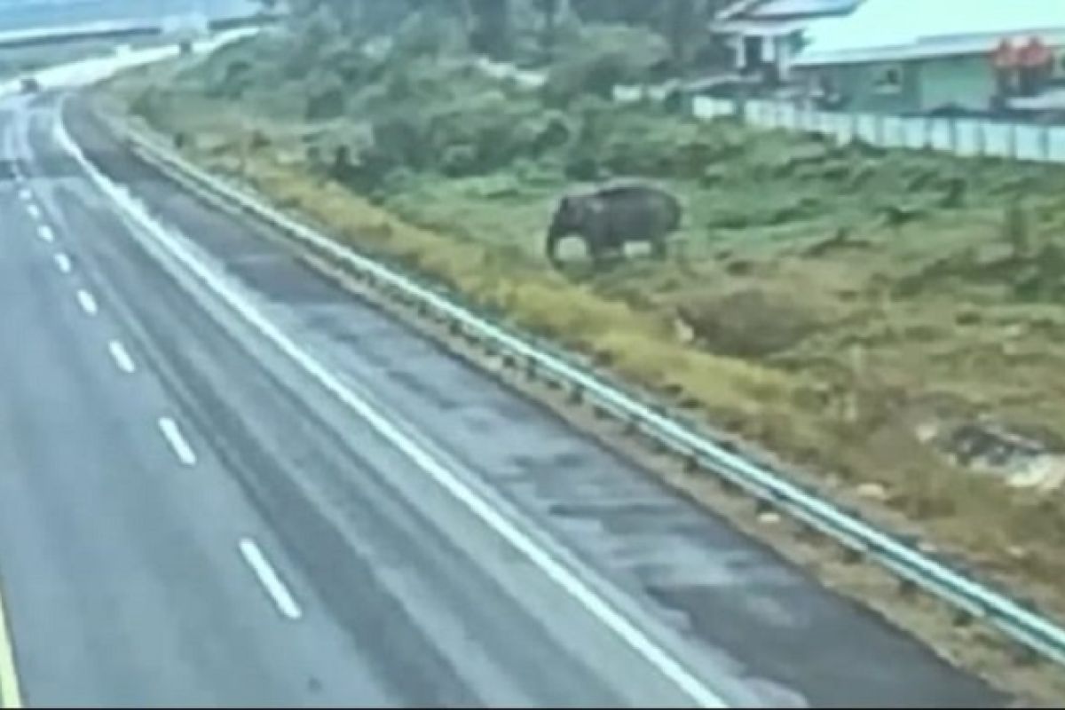 Pertama kali terjadi di Indonesia, seekor gajah tertangkap kamera melintasi Jalan Tol