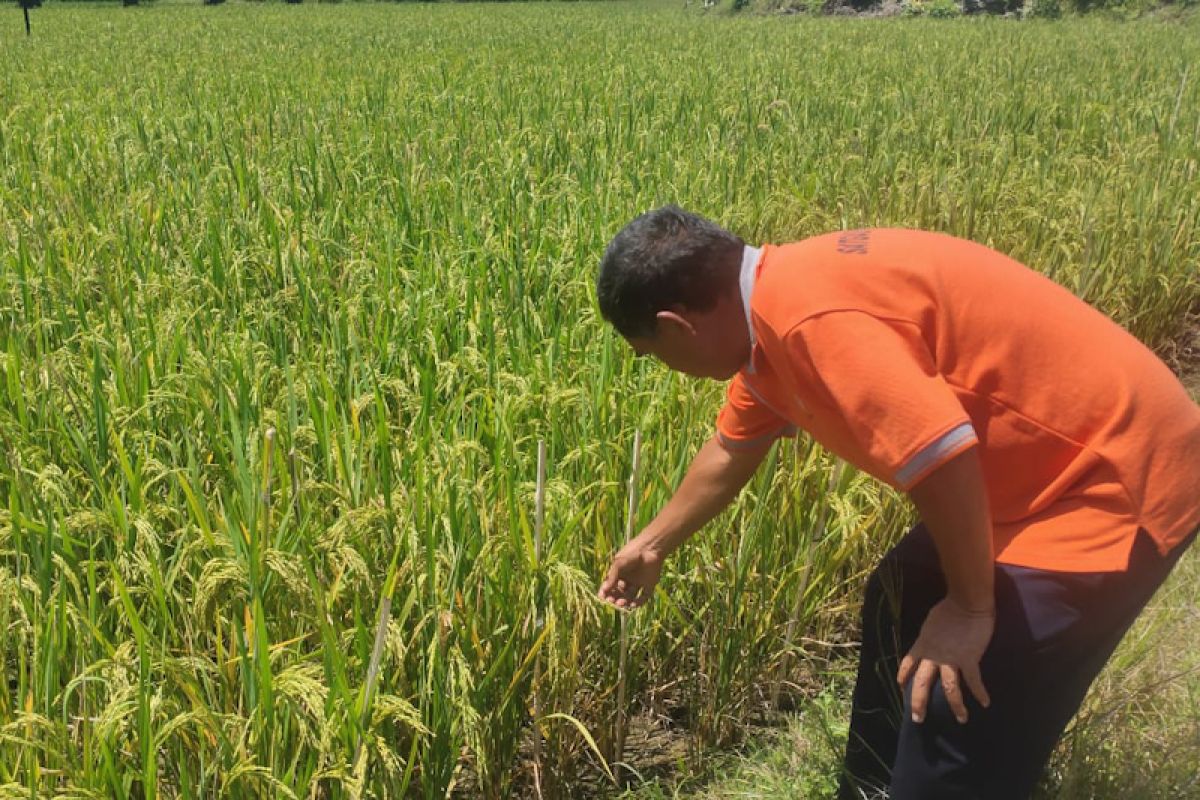 Panen padi petani Aceh Barat Daya turun karena burung