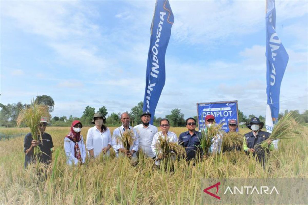 Banjarbaru first harvests baroma rice