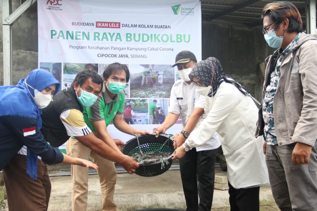 Dompet Dhuafa Banten panen raya ikan lele yang dibudidayakan dalam kolam buatan