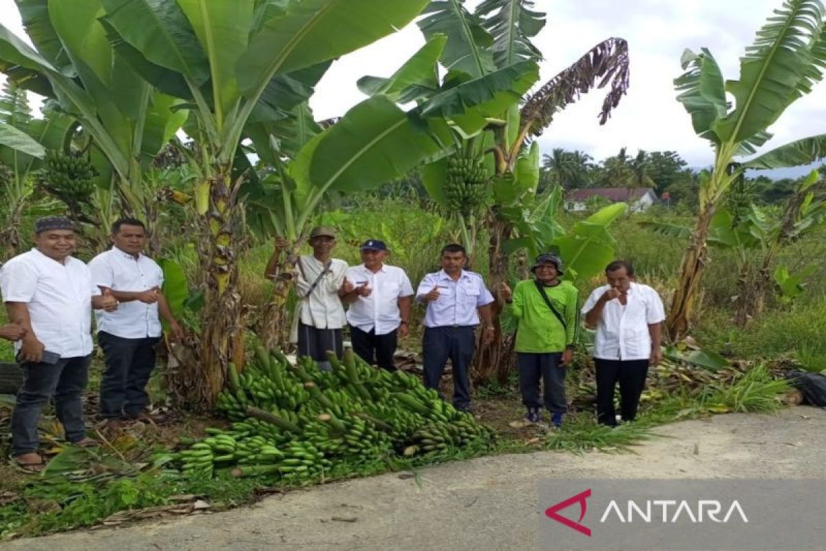 Kabupaten Madina dinilai potensial pengembangan budi daya pisang barangan
