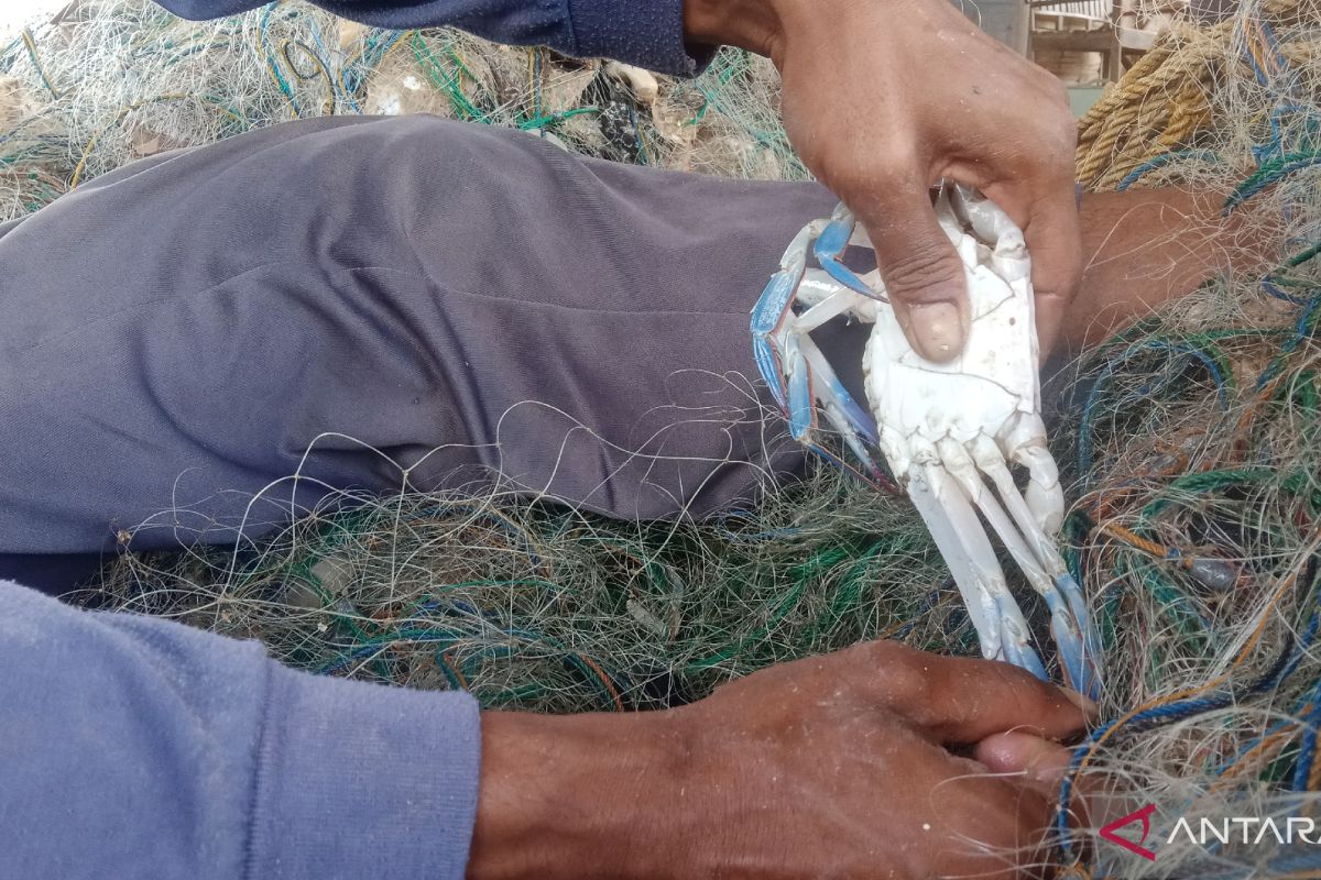 Tangkapan nelayan pencari kepiting rajungan di Lampung Timur lagi banyak
