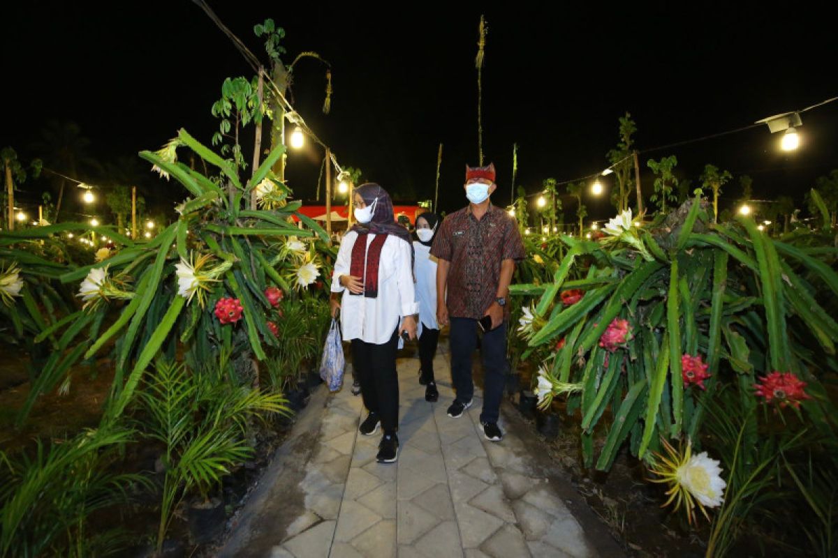 Banyuwangi jadi pemasok buah naga terbesar di Indonesia